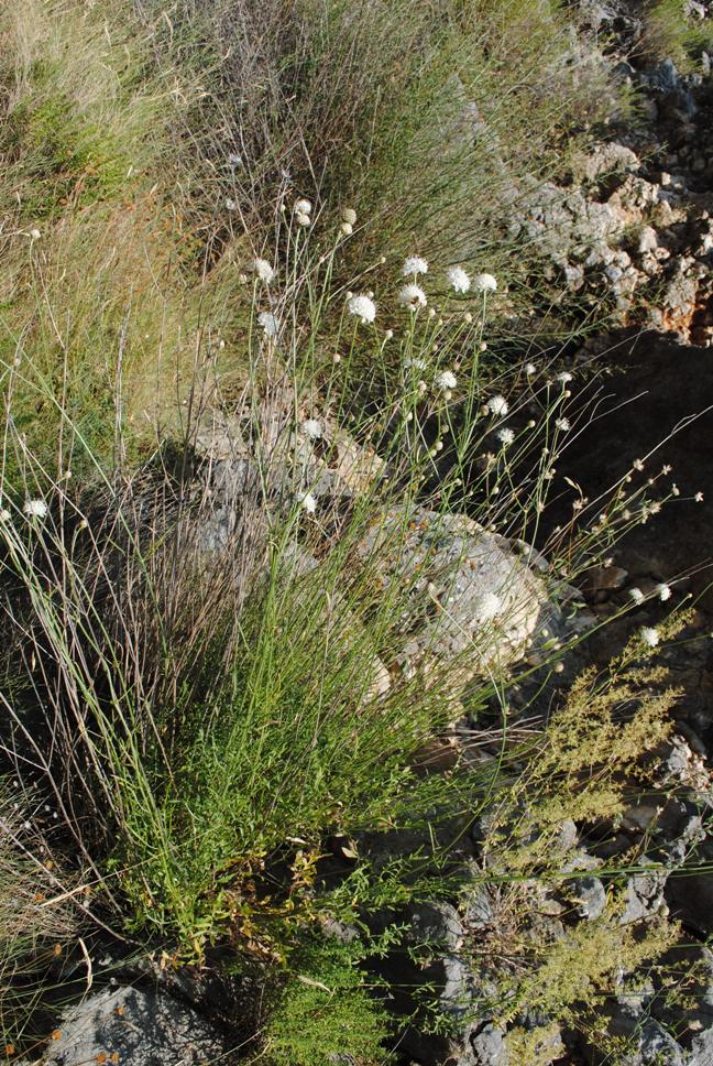 Dalmazia - Cephalaria leucantha